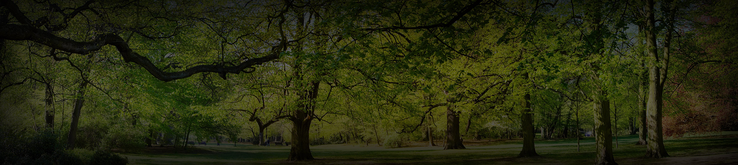 Tree Removal & Stump Grinding