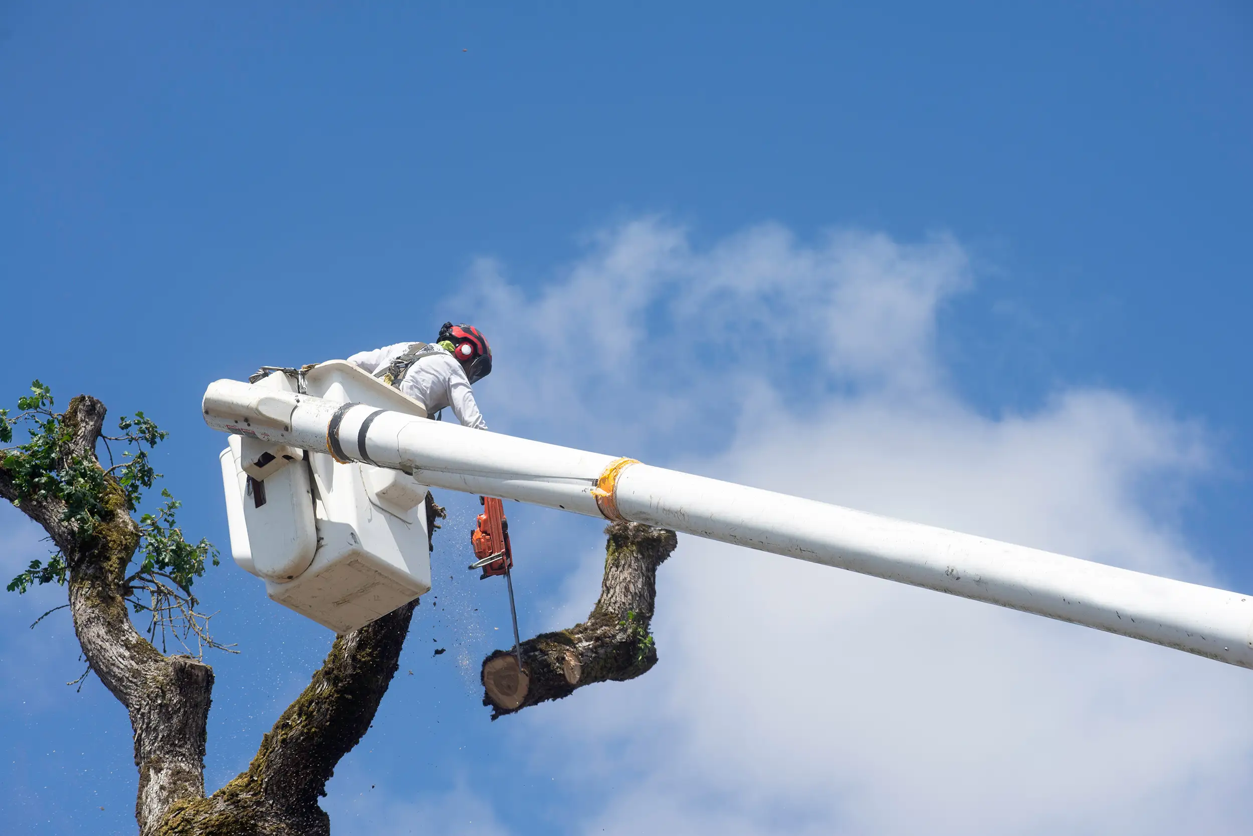 Emergency Tree Removal After Storms