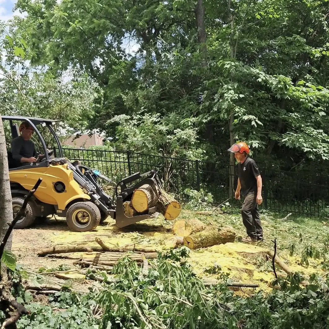 Tree Removal Tree Removal