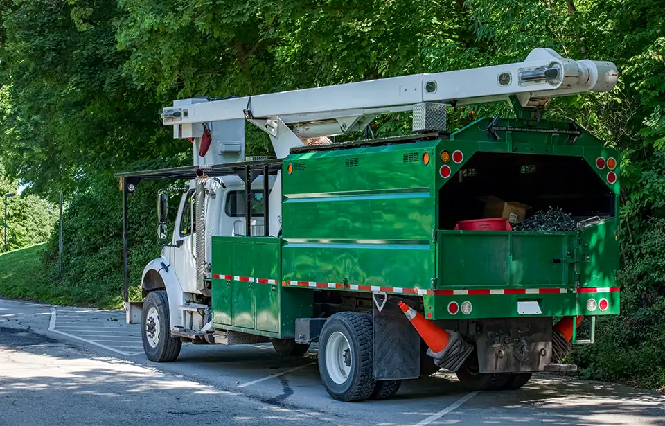 Certified Arborist Expertise Certified Arborist Expertise