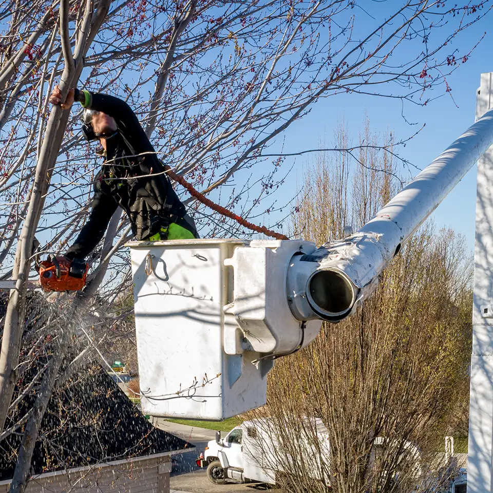Commercial Tree Service Commercial Tree Service