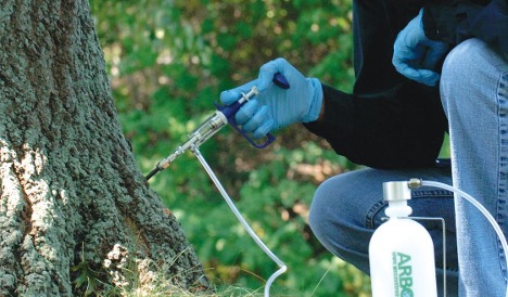 Tree Pest Management Tree Pest Management