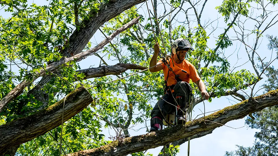 Tree Removal Tree Removal