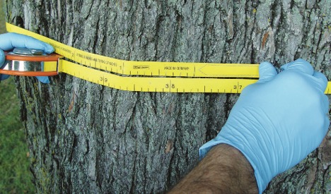 Tree Risk Assessments