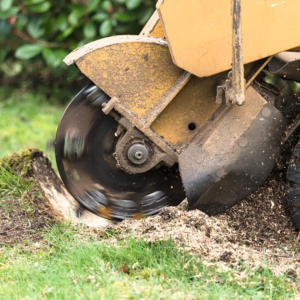 Tree Stump Removal Tree Stump Removal