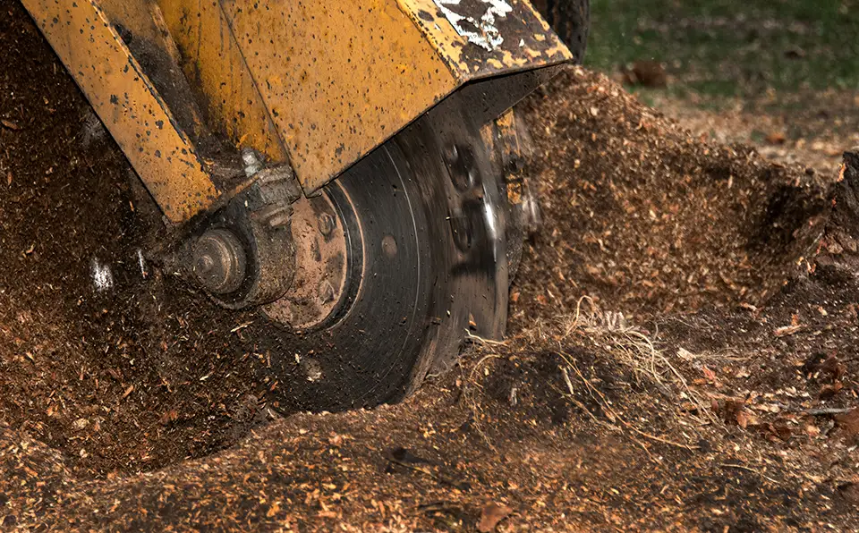 Tree Stump Stays in the Ground