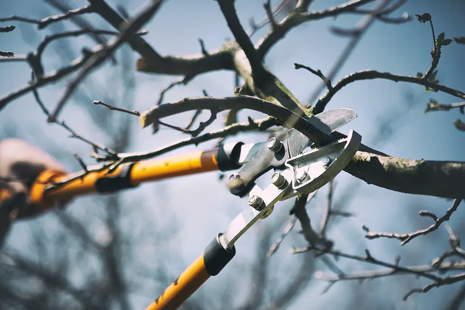 Treeworx Pruning Services