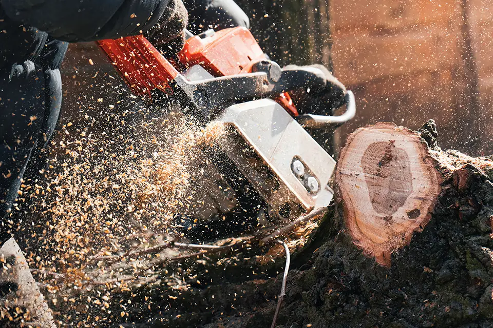What Sets TreeWorx Apart