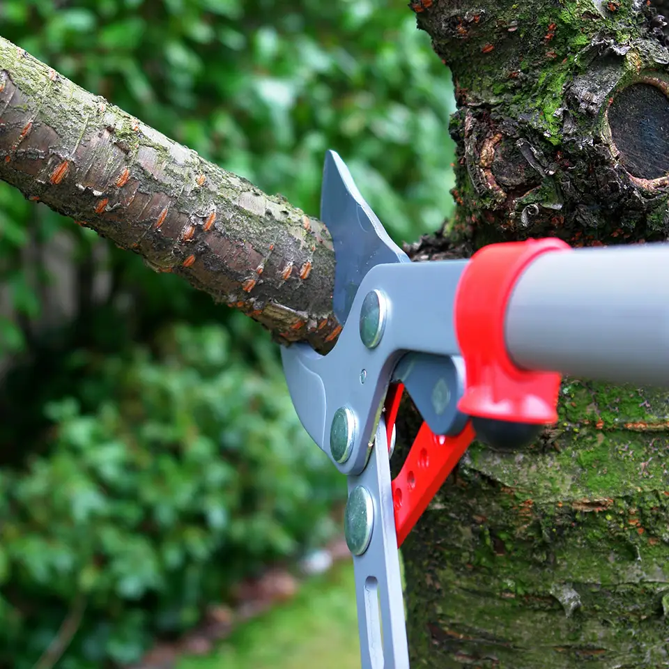tree-pruning Tree Pruning